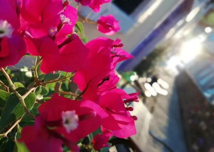 Kispet Marti Boutique *