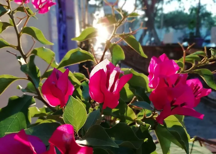 Kispet Marti Boutique Gæstehus